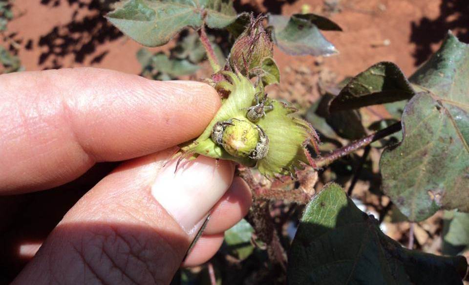 Controle químico não deve ser única tática adotada para o combate ao bicudo-do-algodoeiro
