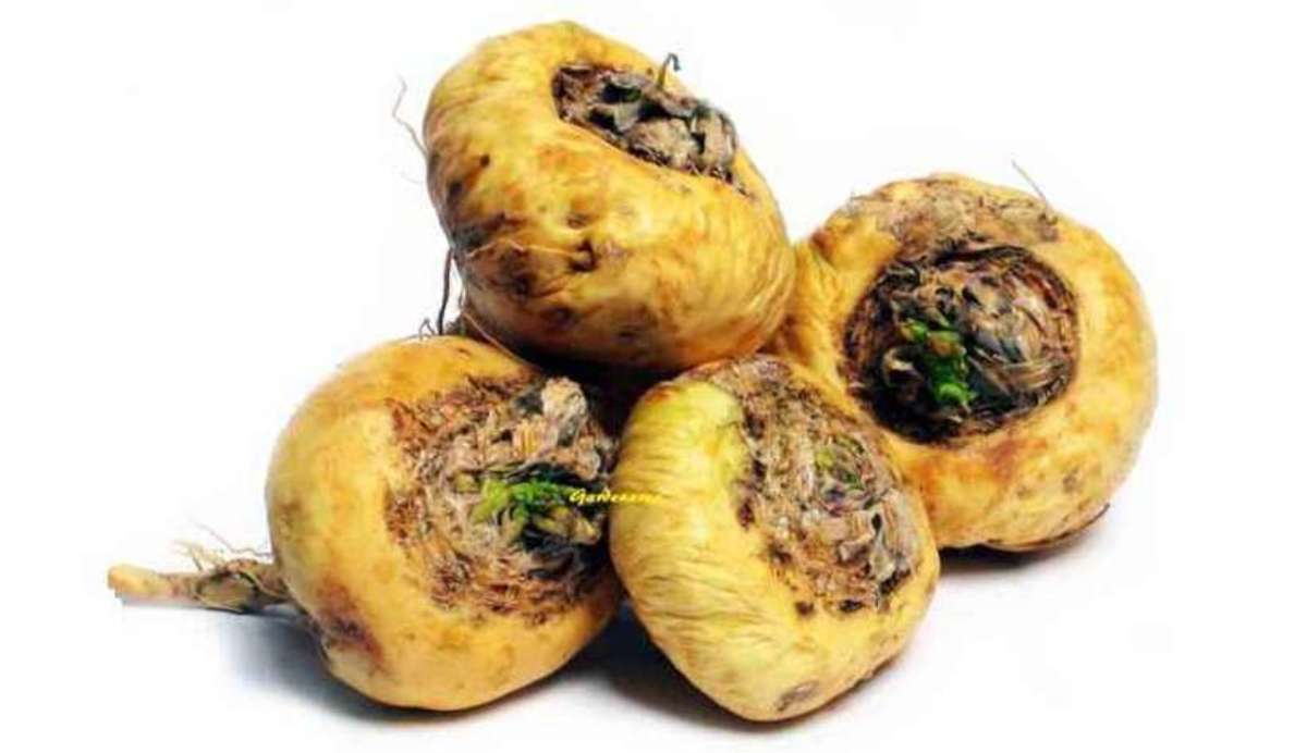Maca peruana traz benefícios para a saúde