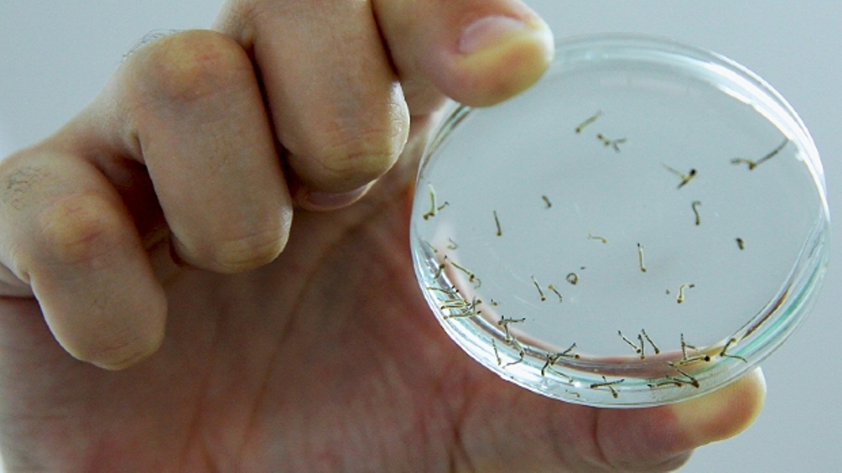 Pesquisadores da UFMT descobrem produto que mata larvas do mosquito Aedes Aegypti