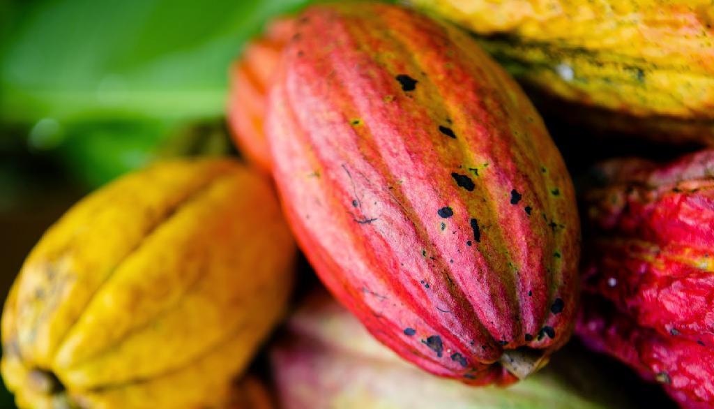 Mato Grosso elabora projeto para fomento à produção de cacau