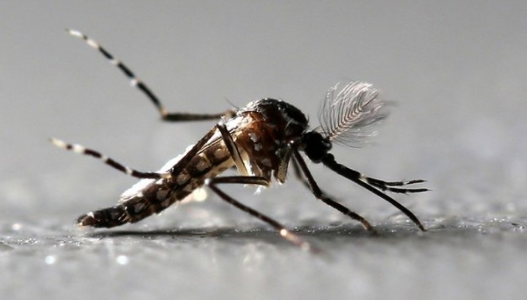 Adolescente morre com suspeita de dengue hemorrágica