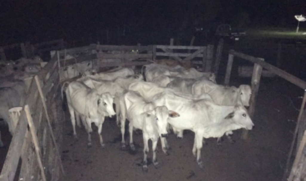 Bando rende fazendeiro e rouba gado com caminhões