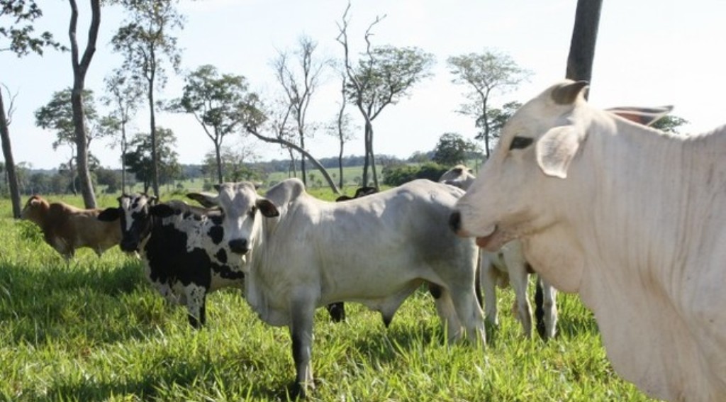 Suspeita de ‘vaca louca’ em MT é investigada