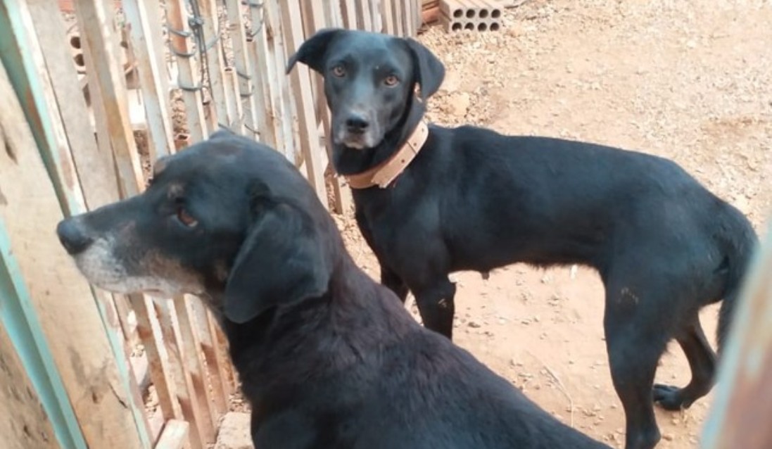 Morador é detido por zoofilia e maus-tratos contra 2 cadelas em MT e ONG resgata animais