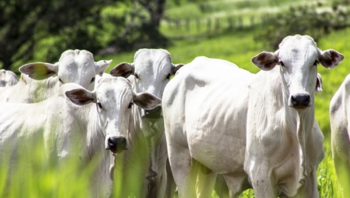 China suspende exportação de carne bovina após caso de ‘vaca louca’ em Mato Grosso