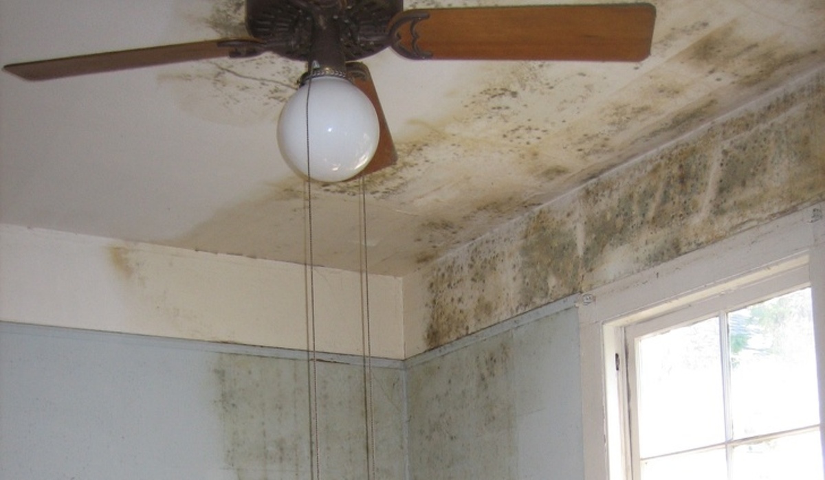 O que o mofo preto pode fazer com o nosso organismo e como eliminá-lo