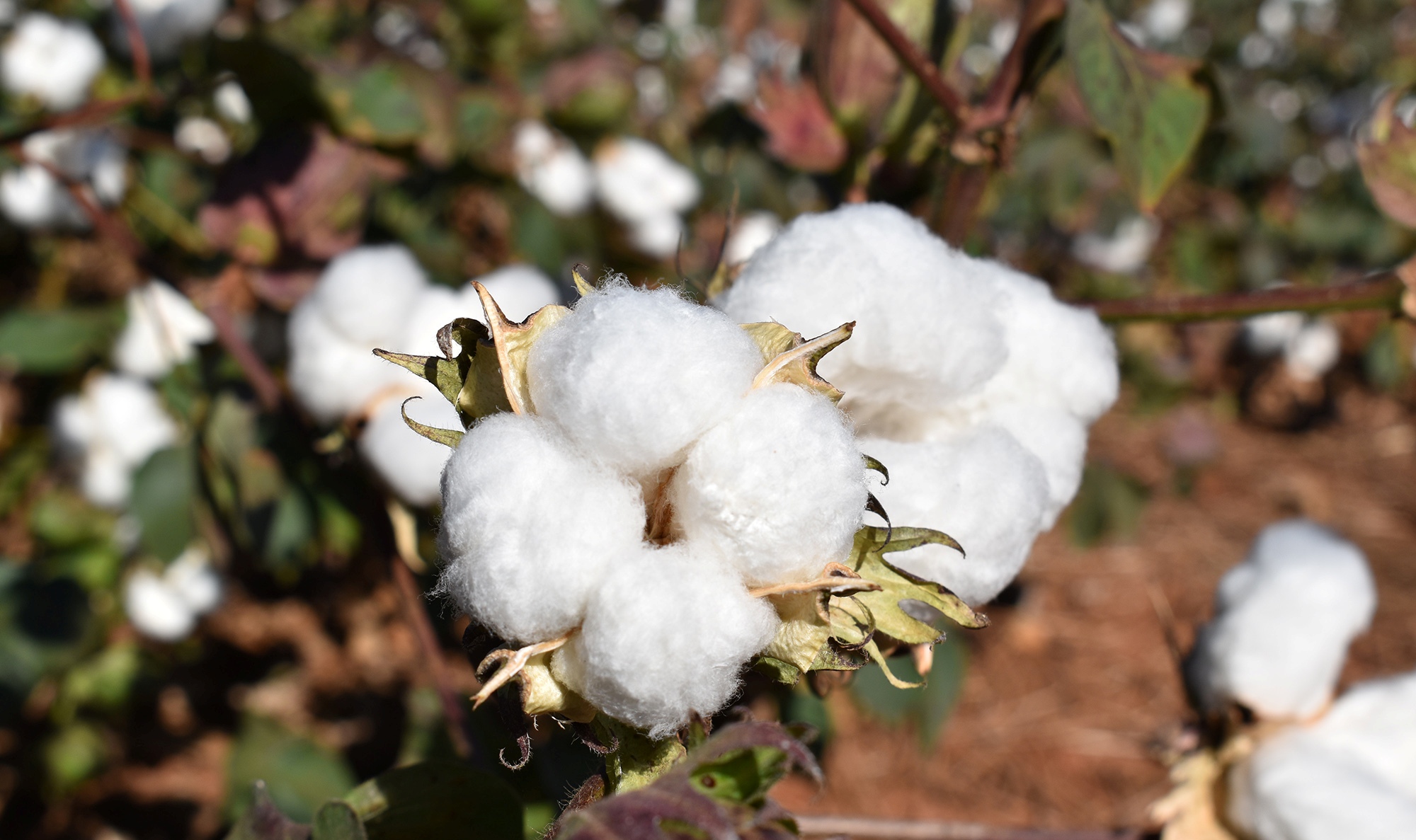 IMAmt realiza estudos de controle biológico de pragas; cinco são consideradas críticas