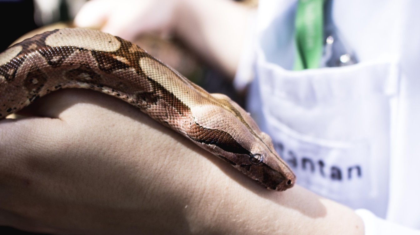 Estoque de soro antiofídico recebido por MT está 70% abaixo do necessário