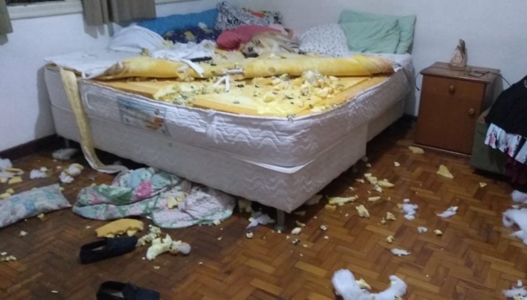 Vira-lata ganha a web em vídeo de destruição do quarto da dona: ‘Adotei cachorro e cresceu dinossauro’