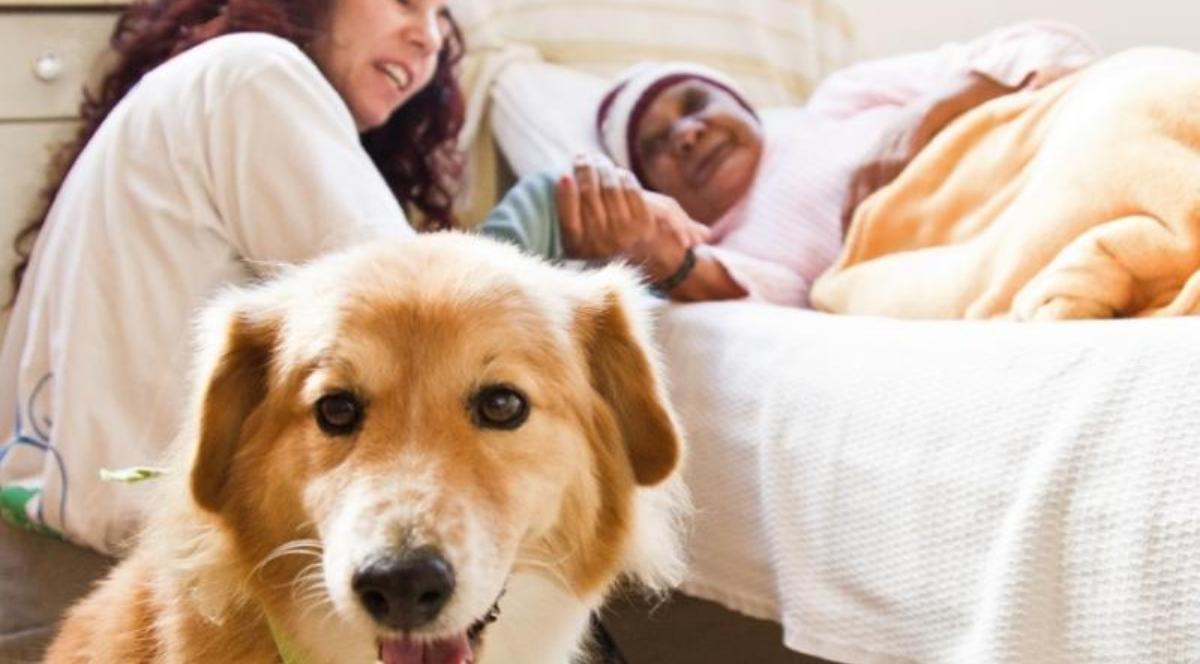 Terapia com animais oferece benefícios físicos e emocionais