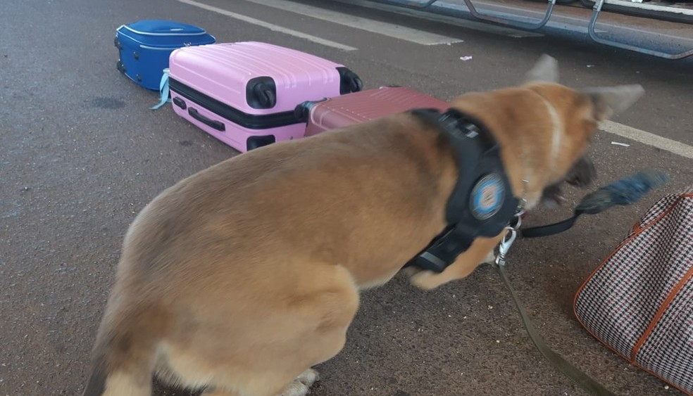 Cães detectam drogas e jovem que transportava maconha em ônibus é presa em Rondonópolis