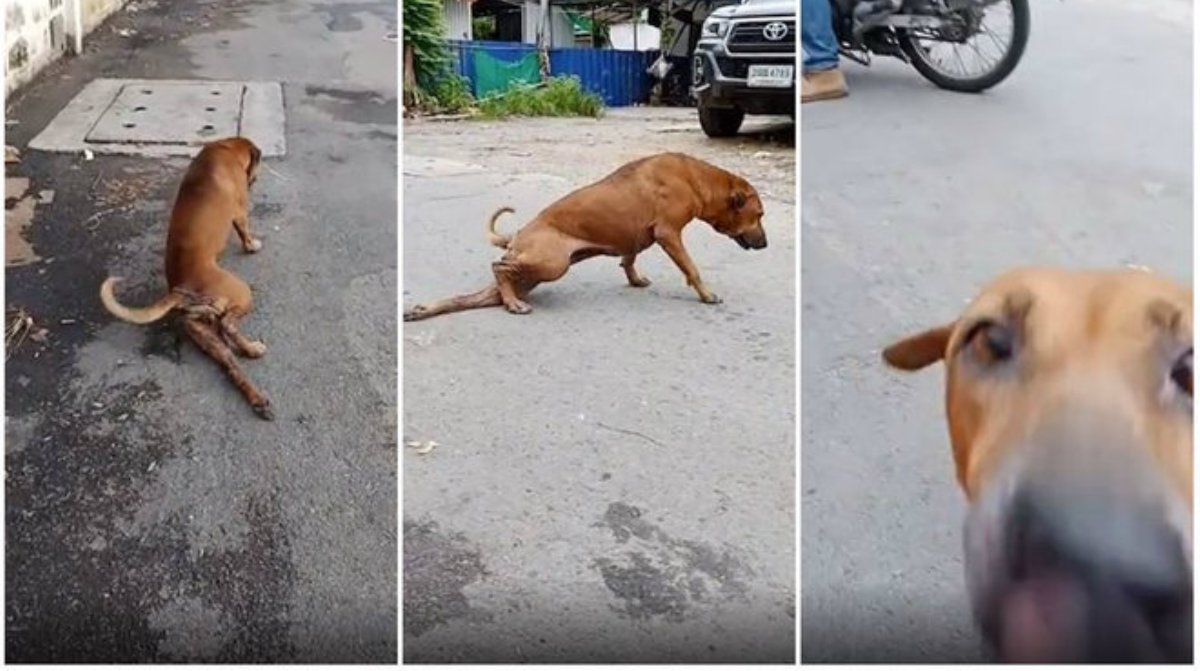Flagra! Cão finge ter perna quebrada para ganhar comida e atenção