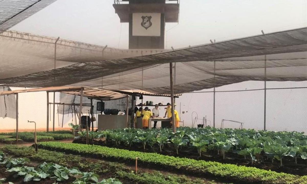 Penitenciária proporciona qualificação em cultivo de hortaliças para reeducandos em Rondonópolis