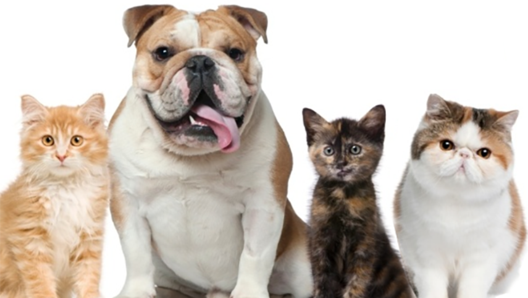 Ex-marido pagará pensão para gatos e cachorro após fim do casamento em São Paulo