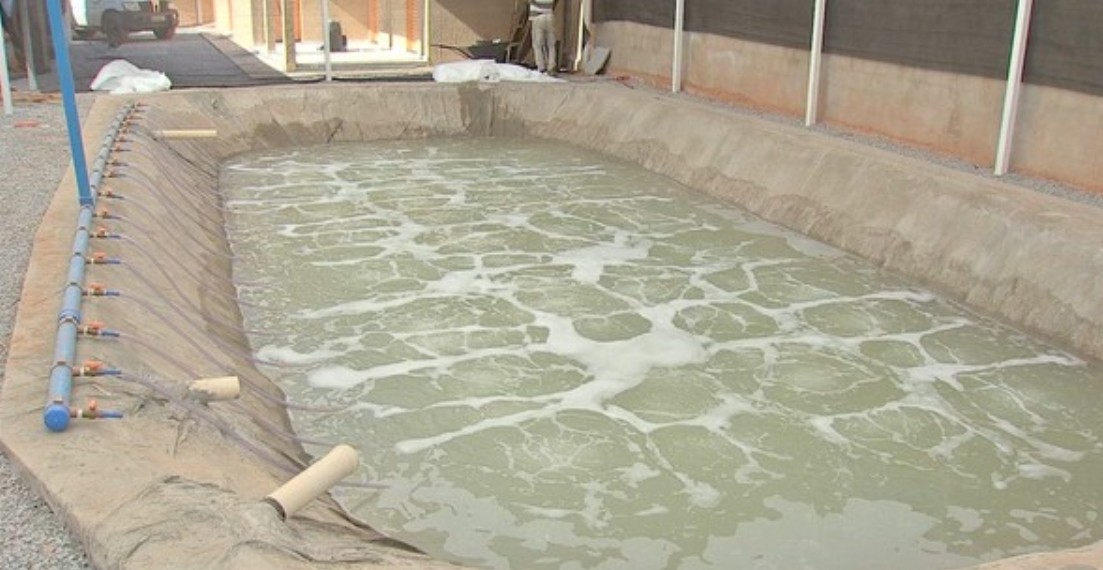 Produtores de Várzea Grande investem na produção de camarão