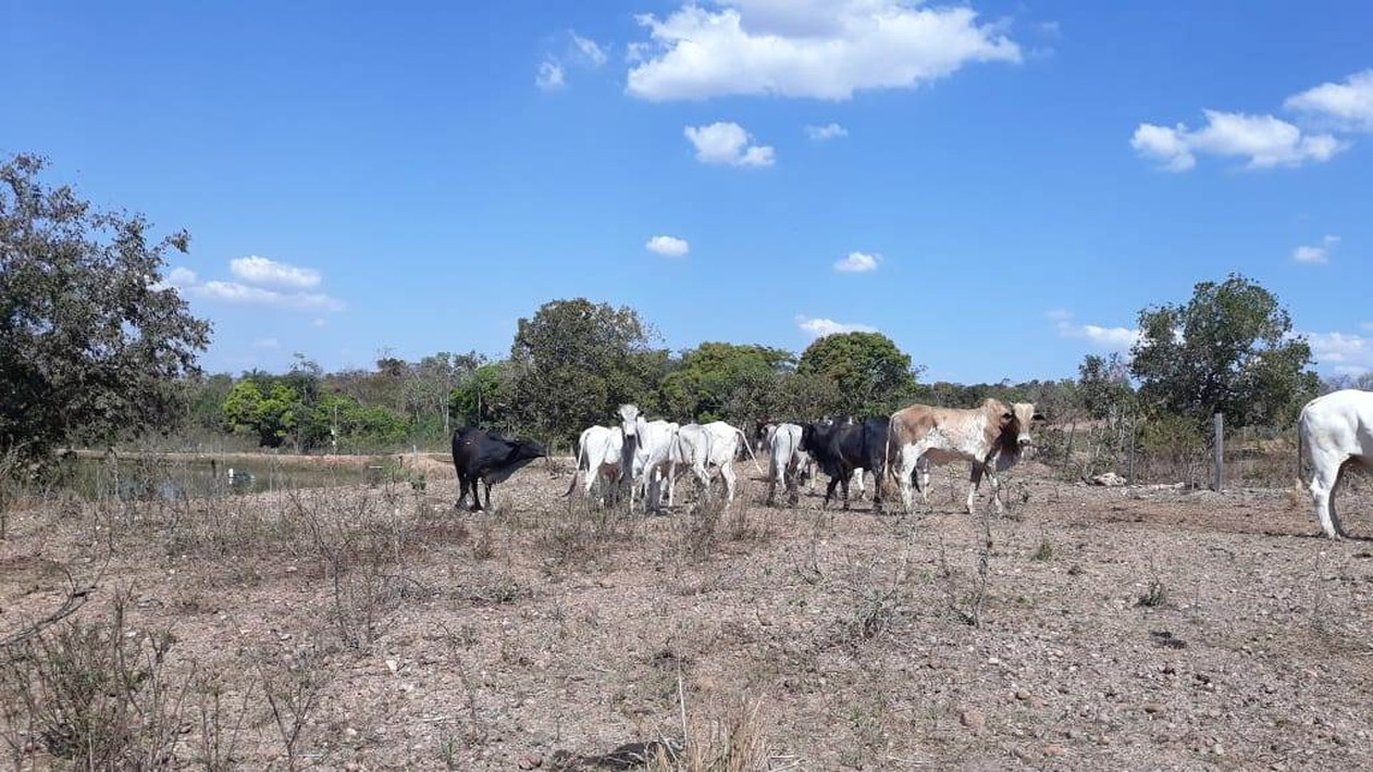 Três homens são presos com gado roubado em Nossa Senhora do Livramento