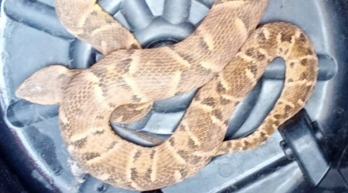 Jararaca de 1,5 metro é capturada por bombeiros em empresa de alimentos em Sorriso