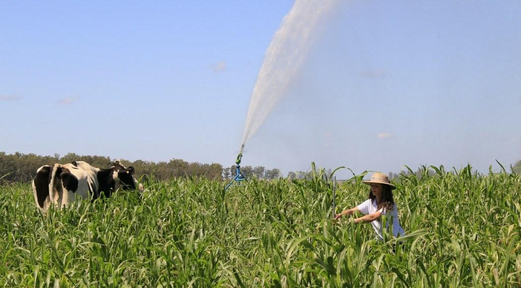 Acrimat auxilia Embrapa na coleta de dados sobre desafios para a produção de pastagens