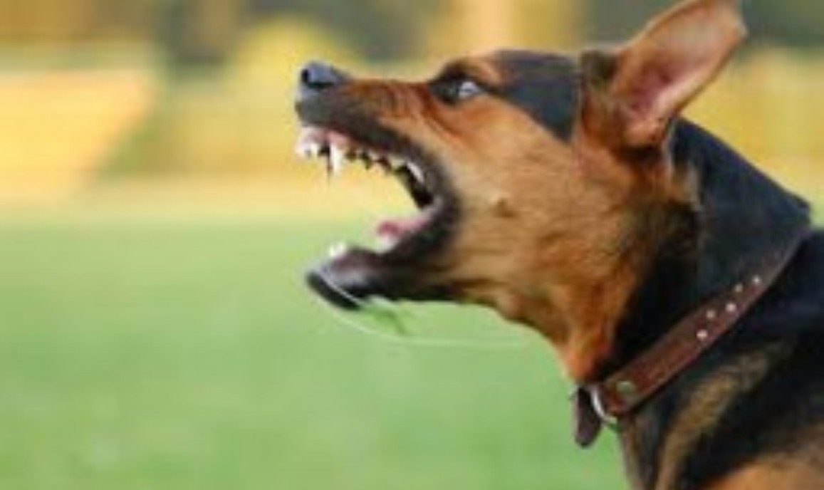 Cachorro de estimação perfura crânio e corta rosto de bebê de 1 ano em Colíder