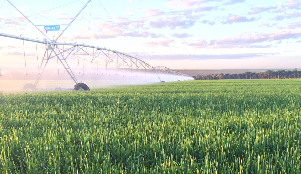 Lavouras irrigadas são sinônimo de produtividade e sustentabilidade