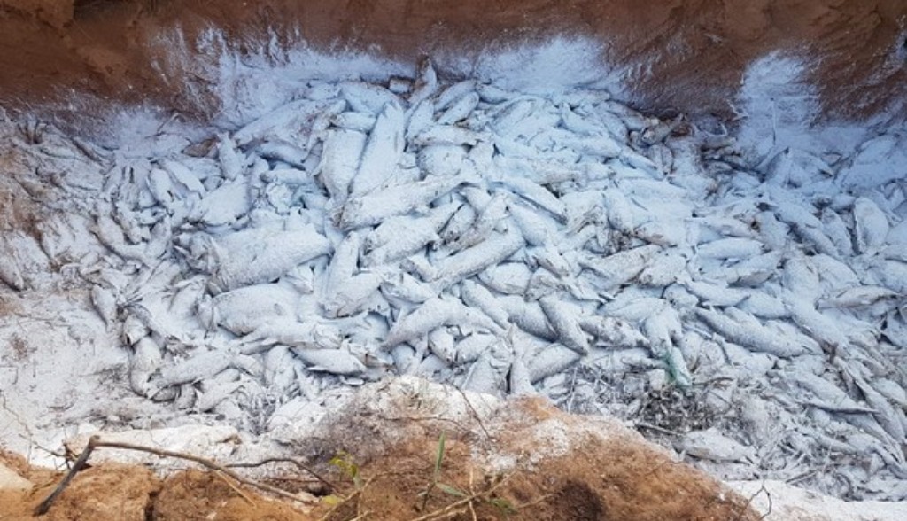 Justiça suspende licença de operação de usina hidrelétrica em Sinop após mortandade de peixes