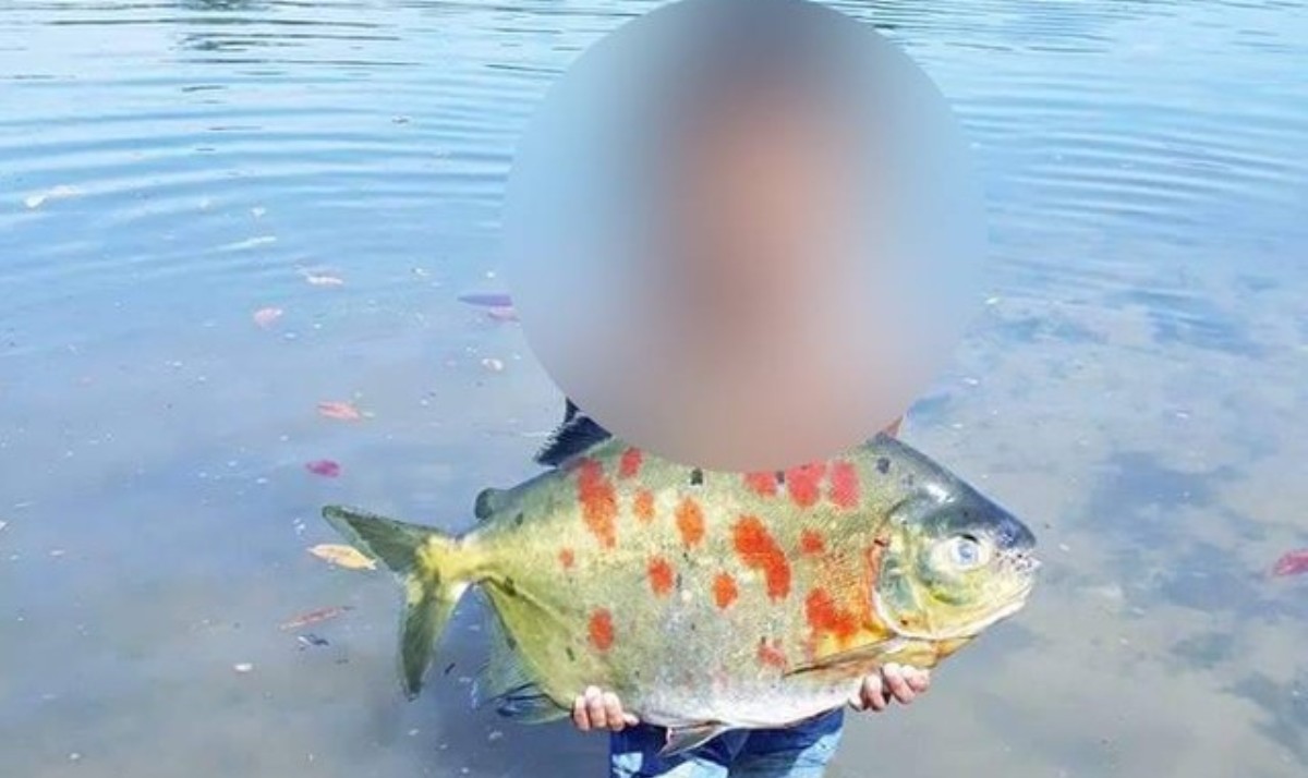 Criança indígena de 6 anos se perde em mata em MT e é encontrada morta uma semana depois