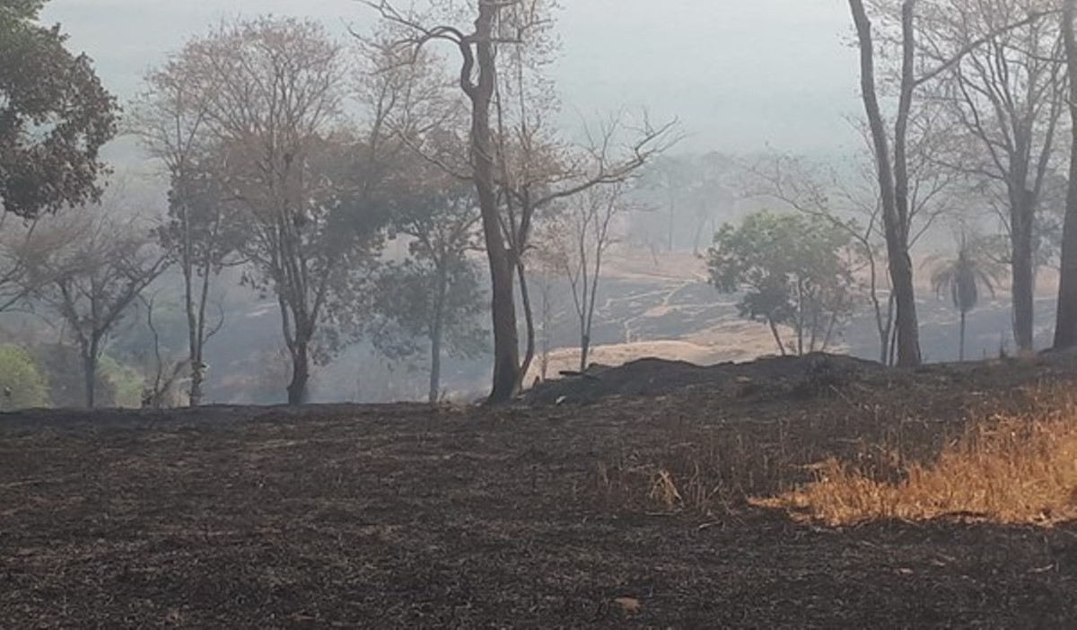 Fogo destrói pasto em propriedades rurais de Poxoréo e gado fica sem alimento