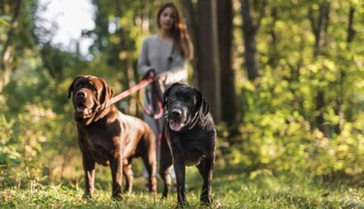 Ter cachorro reduz risco de morte em 24%, indica estudo