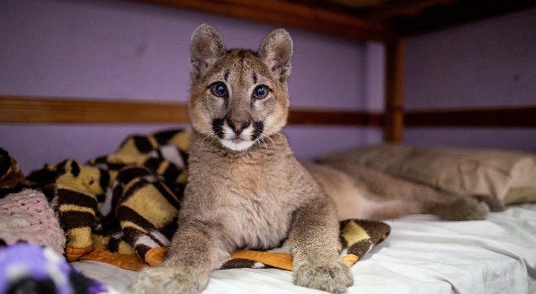 Família de Buenos Aires tinha filhote de puma como bicho de estimação