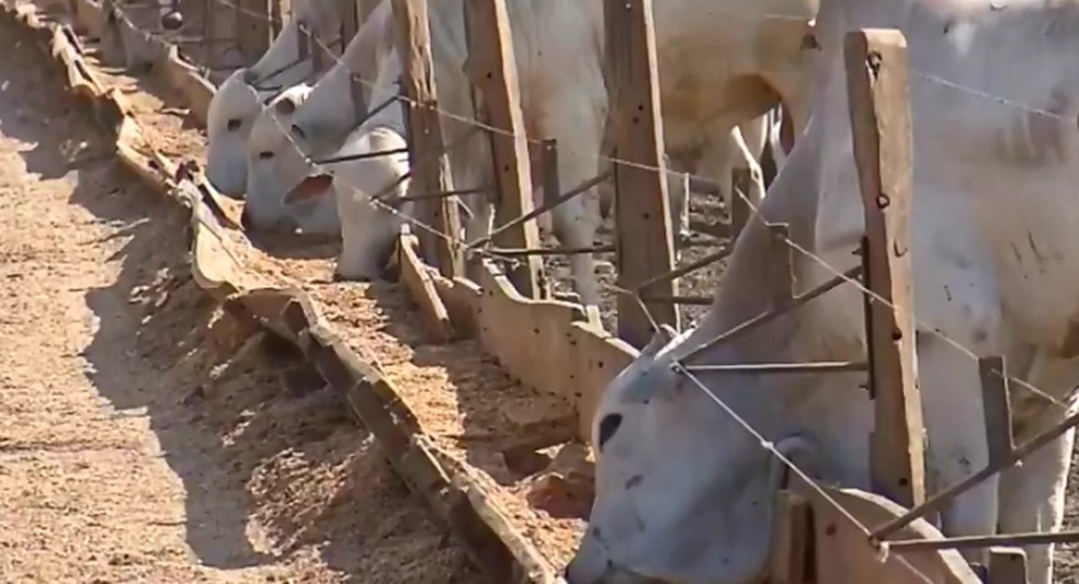 Pecuaristas aumentam produção após interesse da China na carne de MT e alta nos preços