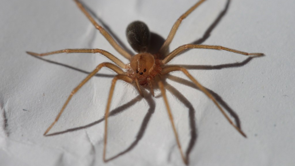 Homem morre na UTI após ser picado por aranha marrom, em Pato Branco