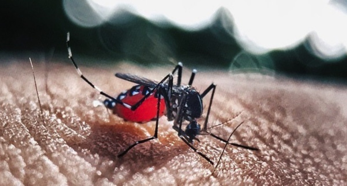 Aedes aegypti pode transmitir múltiplos vírus em uma picada