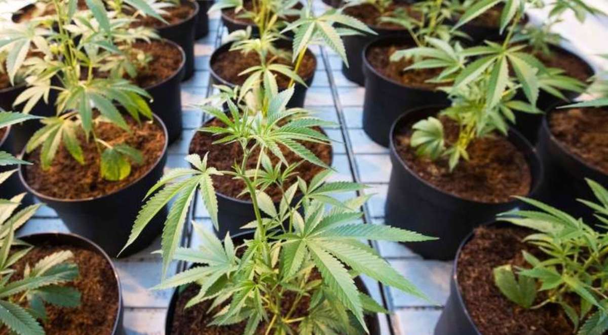 Maconha medicinal: Anvisa aprova registro de medicamento à base de cannabis