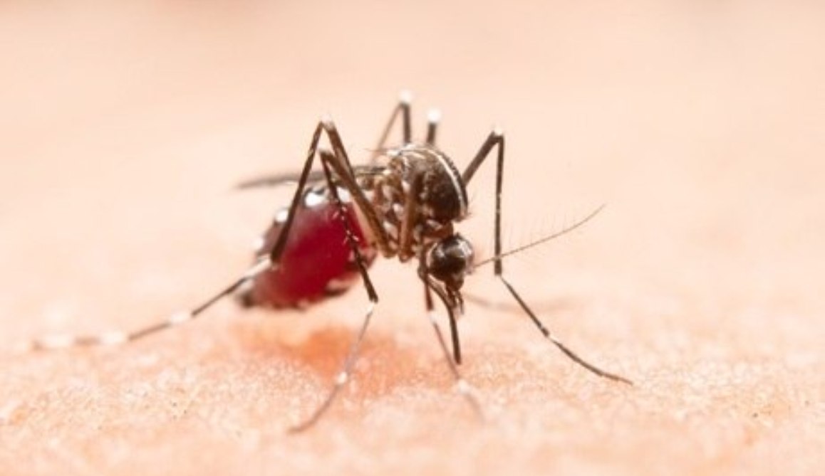 2019 termina com média de 206 casos de dengue por hora no Brasil