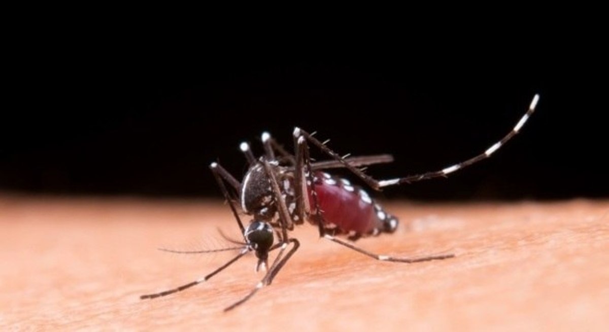 Dengue é transmitida sexualmente. Segundo caso é registrado em Madri