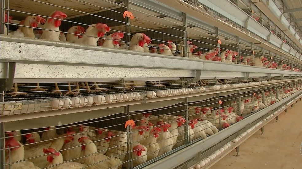 Mato Grosso | Consumo de ovos aumenta após alta no preço do carne e granjas passam por ampliações