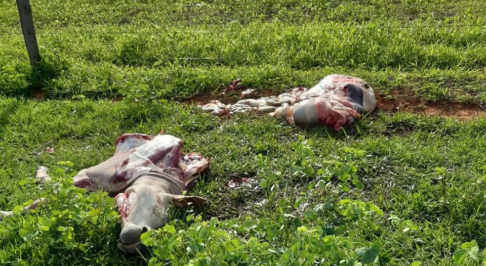 Barra do Garças | Quadrilha que roubava e abatia gado em fazendas e revendia em açougues é presa