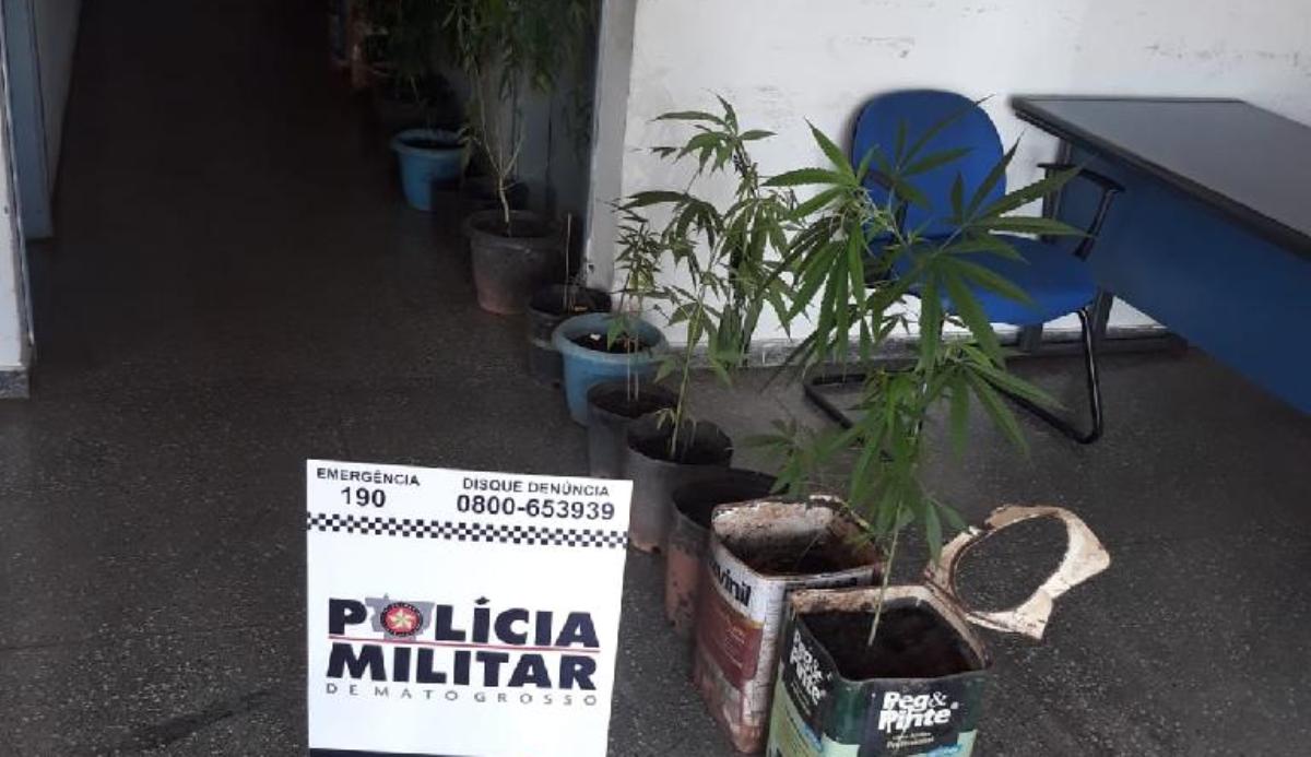 Guiratinga | Um homem e duas mulheres são presos com plantação de 27 pés de maconha em quintal