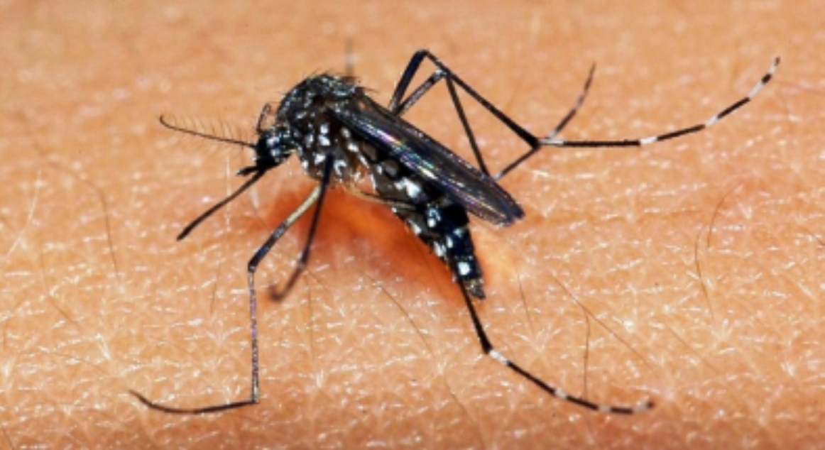 Mato Grosso tem alto risco de transmissão de dengue