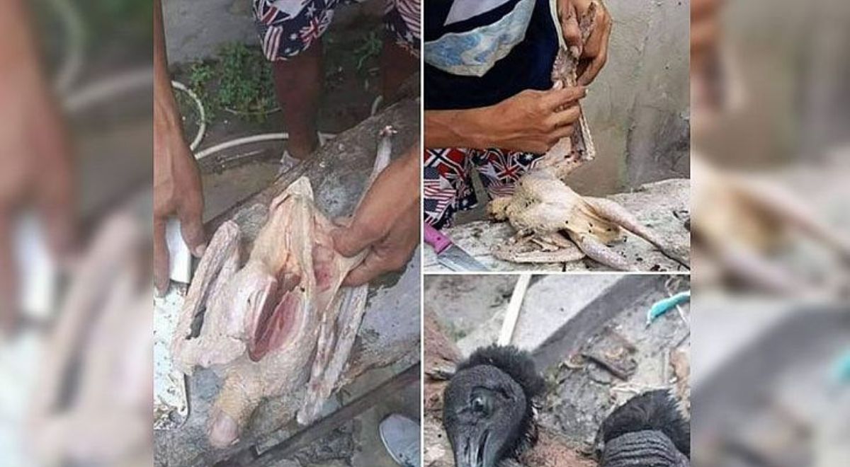 Manaus | Carne de urubu é vendida como galinha caipira em feira