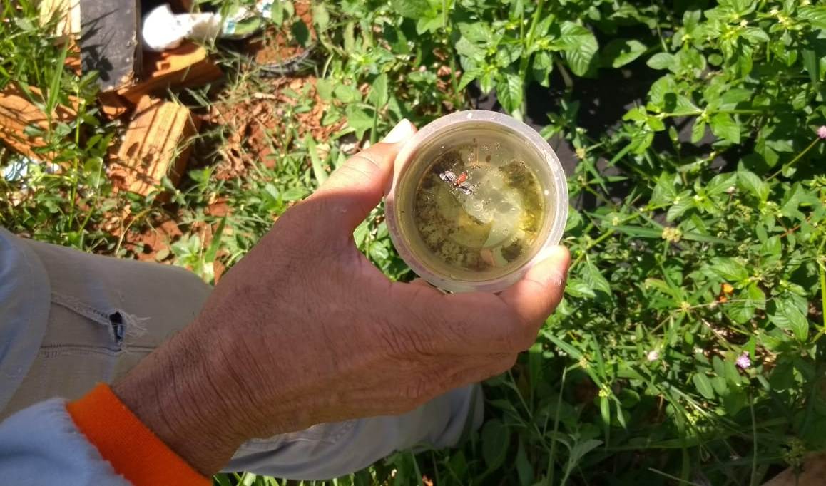 Agentes de Endemias do CCZ estão combatendo focos de mosquitos da dengue na região do Cidade de Deus II