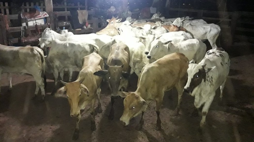 Rondonópolis | Funcionário de fazenda é preso acusado de furtar mais de 200 cabeças de gado