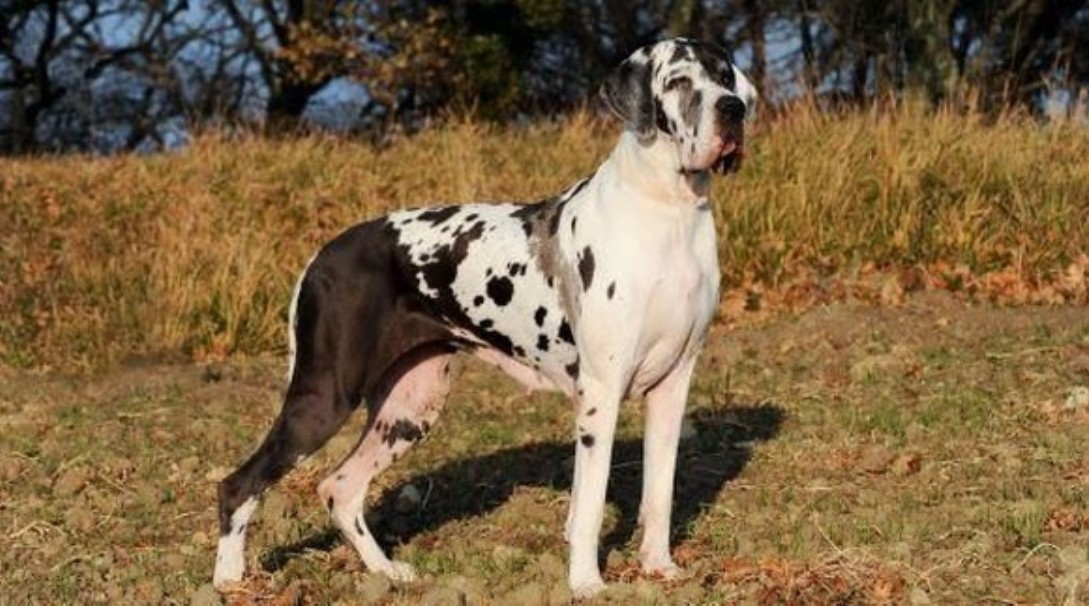 Mulher doa cachorro gigante, se arrepende e Justiça nega devolução do animal em Cuiabá