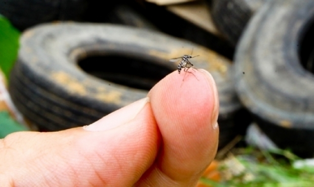 Sinop registra 419 casos de dengue e uma morte em 20 dias; aumento de 900%