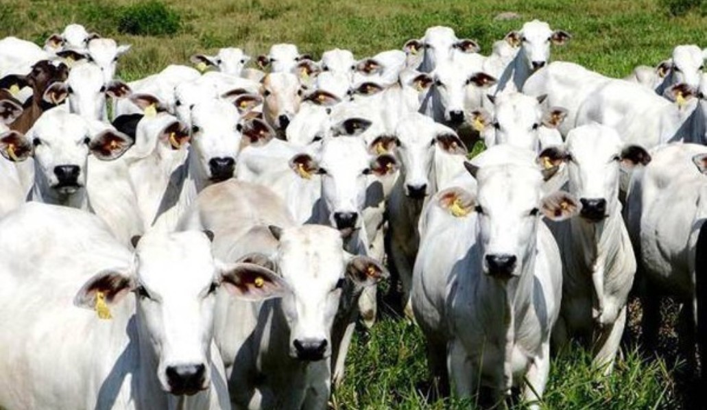 Laudo confirma morte de boi por raiva bovina em Mato Grosso