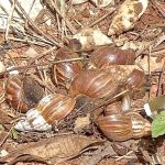 Rondonópolis | Proliferação de caramujos africanos assusta moradores 2