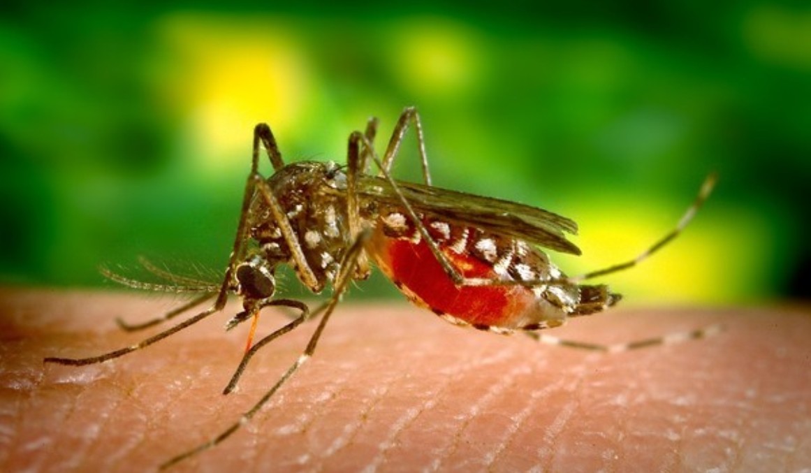 Duas mortes por dengue e uma por chikungunya são confirmadas no primeiro bimestre do ano em MT
