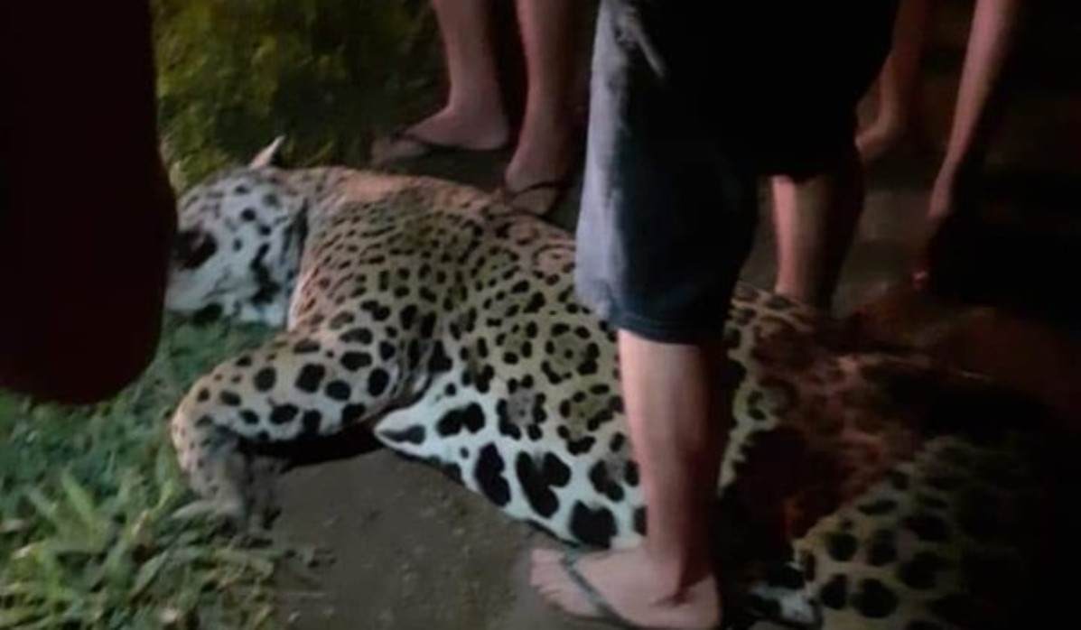 Onça-pintada morre atropelada por caminhão em rodovia de MT