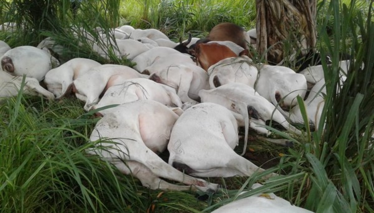 Mais de 40 novilhas morrem ao serem atingidas por raio em fazenda em MT