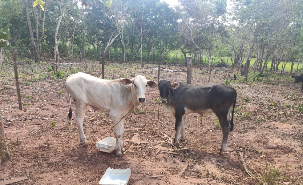 Juscimeira | Ladrão é preso com 8 bois furtados de fazenda e confessa ter matado e vendido outros 7